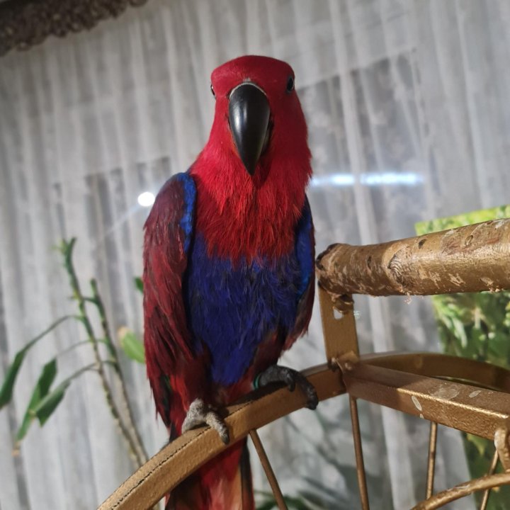 Эклектус, благородный попугай