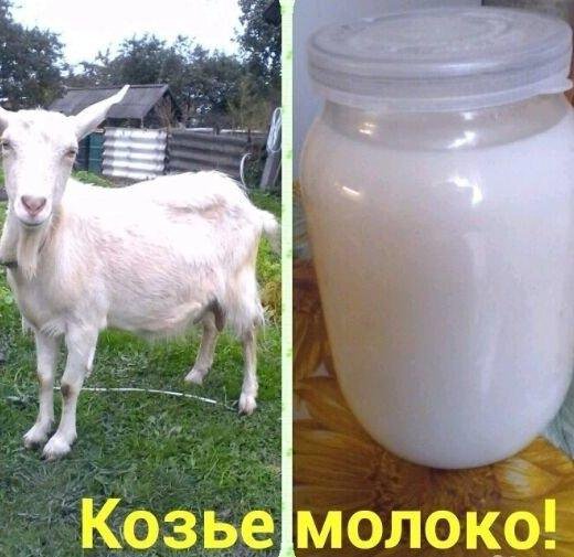 есть в продаже козье молоко, продукты с огорода, к