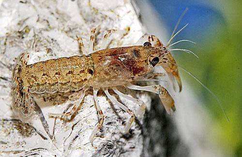 Рак карликовый синий и красный (Cambarellus sp)