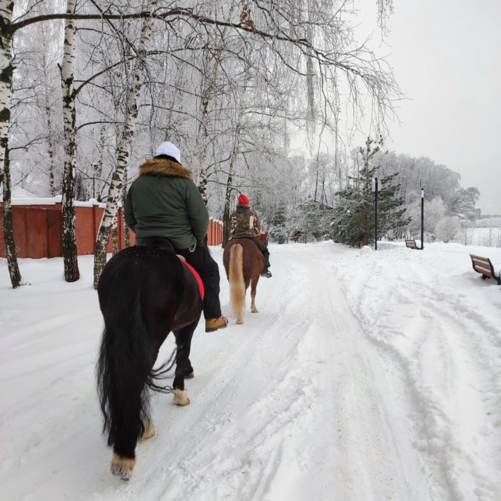 Конные прогулки в Усадьбе Быково