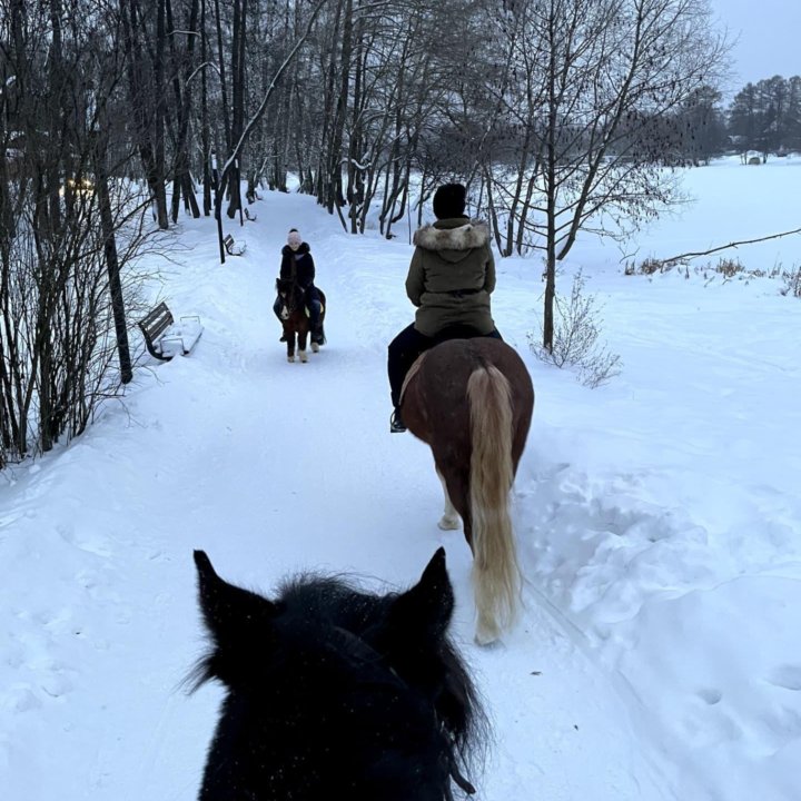 Конные прогулки в Усадьбе Быково