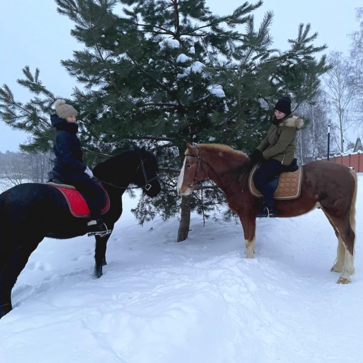 Конные прогулки в Усадьбе Быково