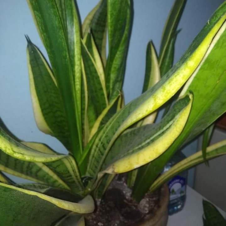 Сансевиерия