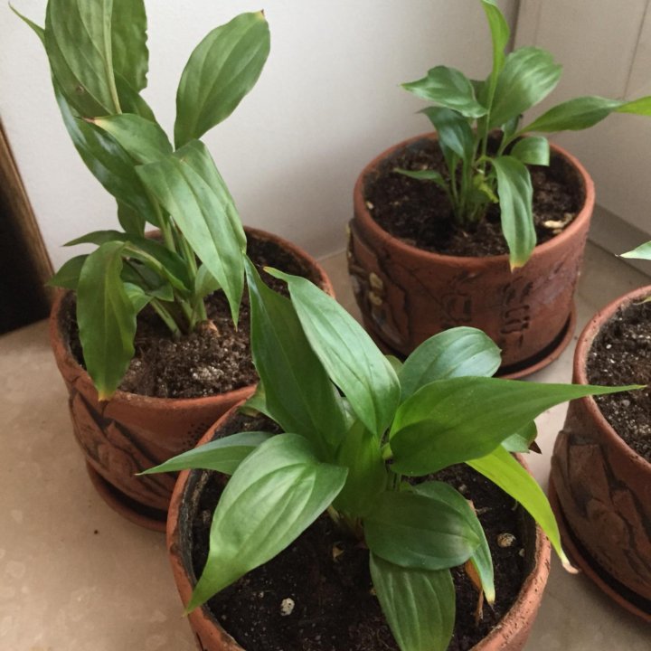 Спатифиллум мини Шопен