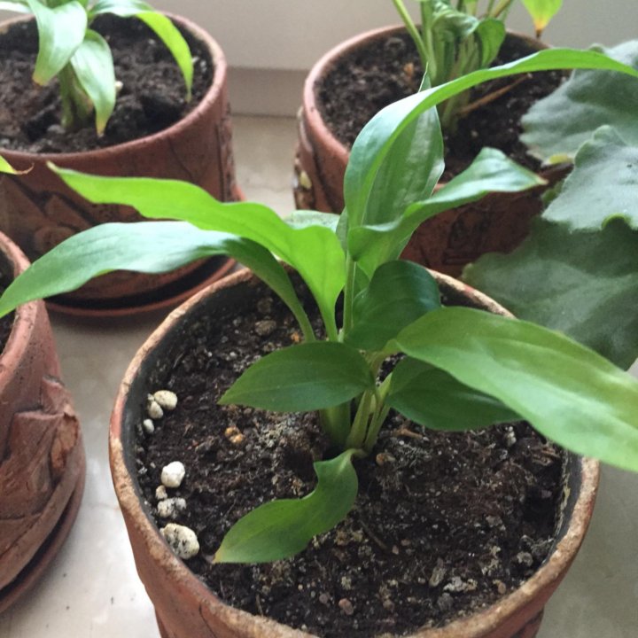 Спатифиллум мини Шопен