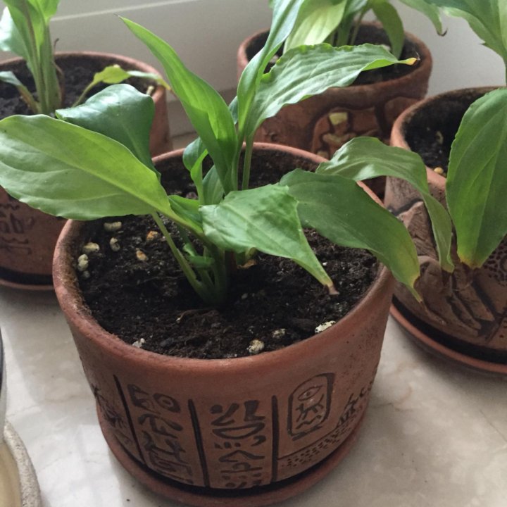 Спатифиллум мини Шопен