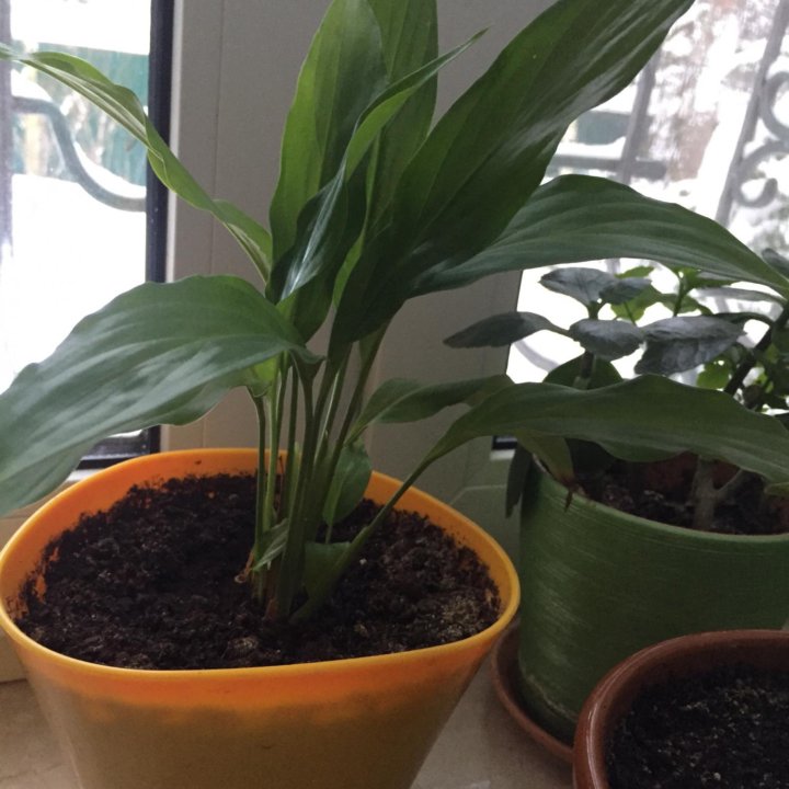 Спатифиллум мини Шопен