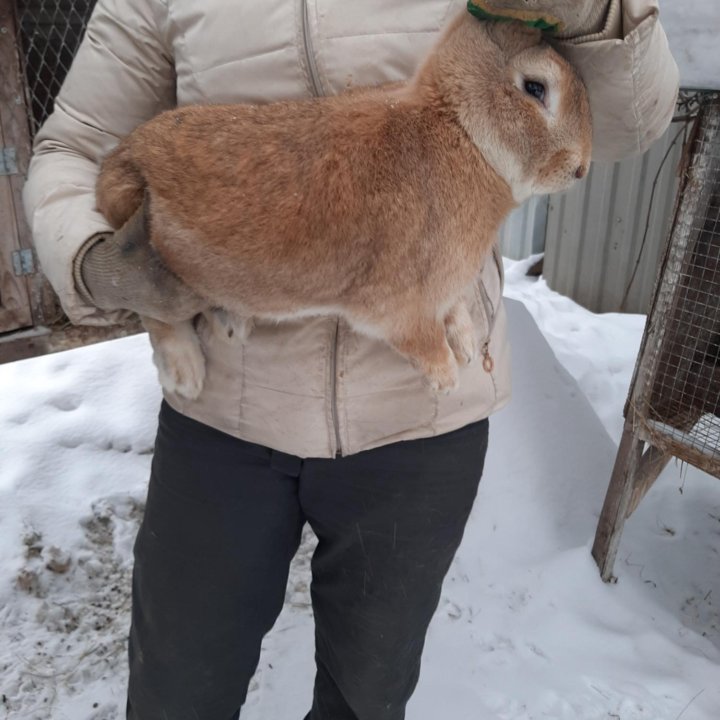 Крольчата от папы Ризин Голд