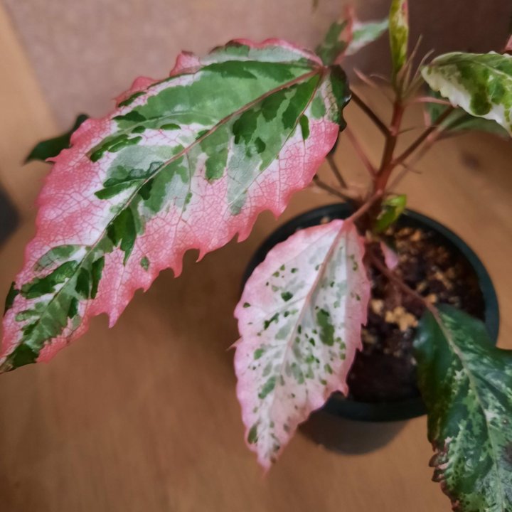 Гибискус Карнавал