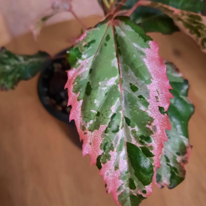 Гибискус Карнавал