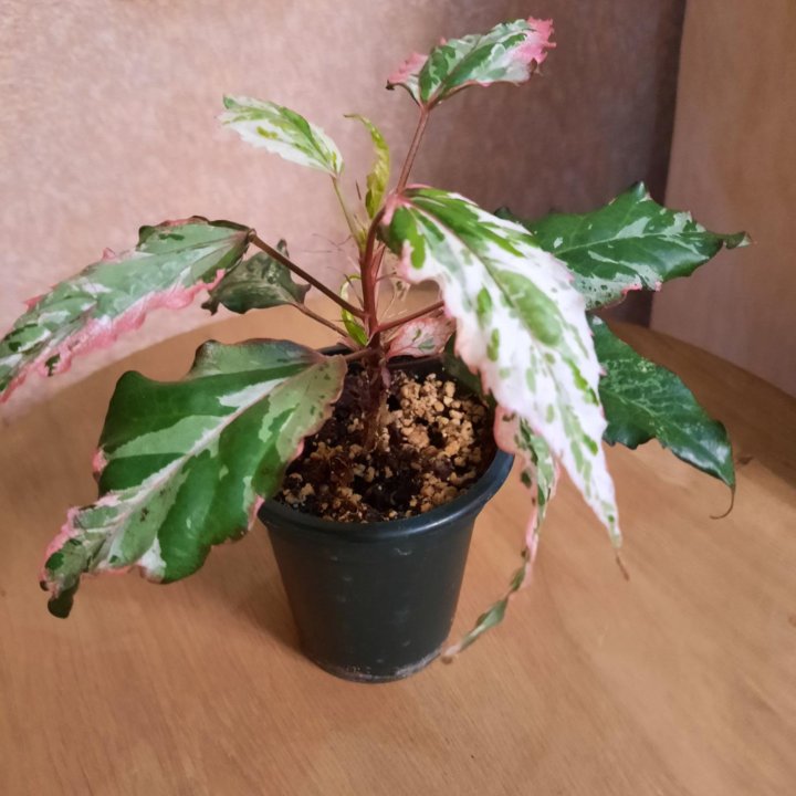 Гибискус Карнавал