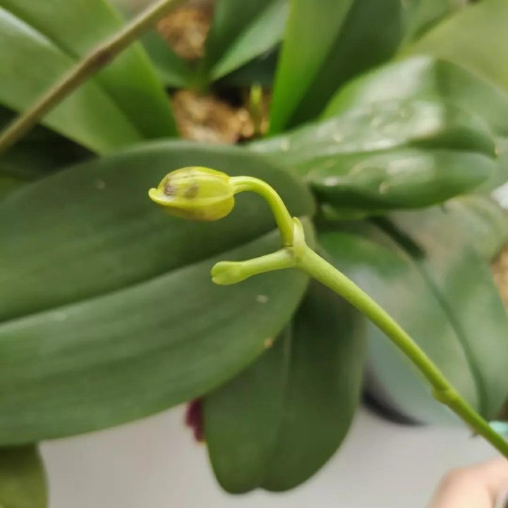 Орхидея phal. Green World ' snake skin'