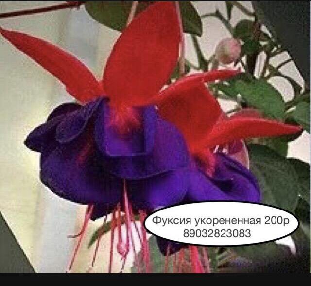 Фуксии