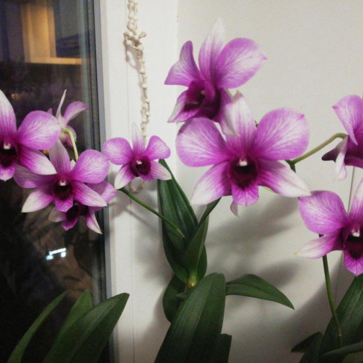 Орхидеи дендрофаленопсис