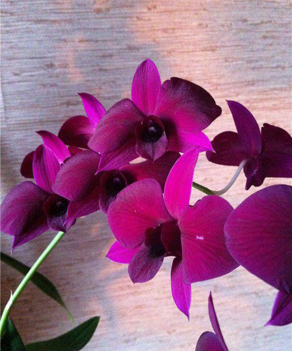 Орхидеи дендрофаленопсис