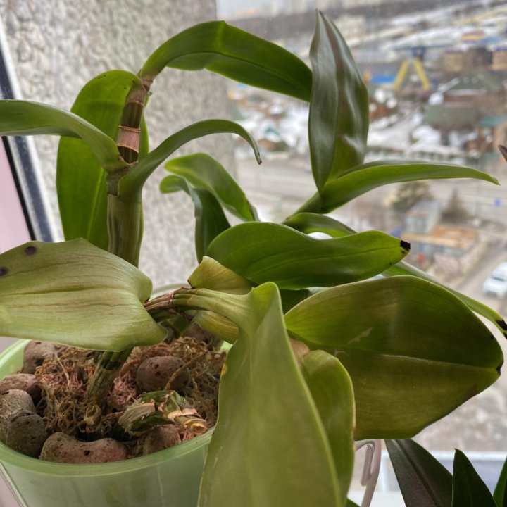 Орхидеи дендрофаленопсис