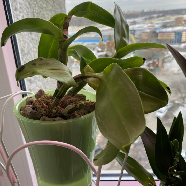 Орхидеи дендрофаленопсис