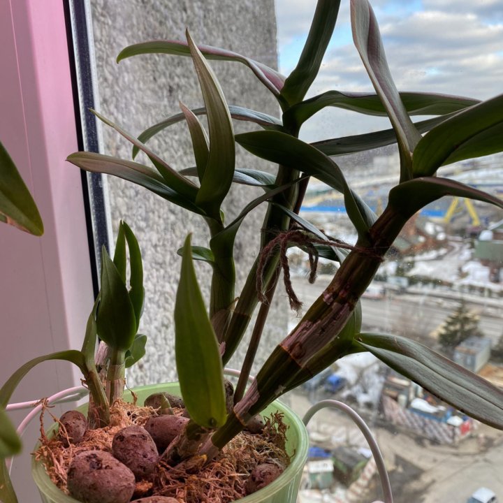 Орхидеи дендрофаленопсис