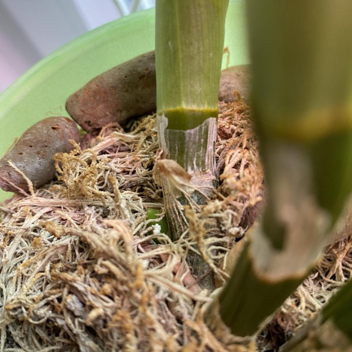 Орхидеи дендрофаленопсис