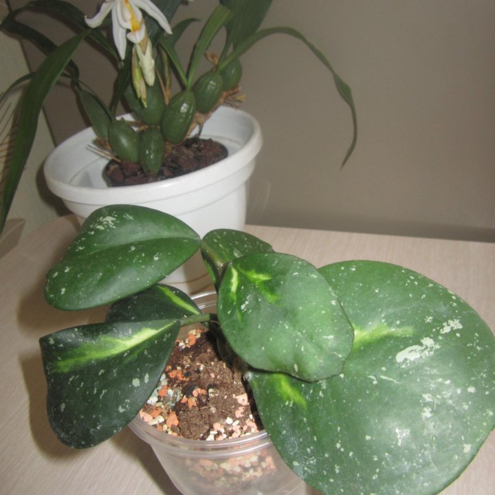 Hoya Obovata variegata splash