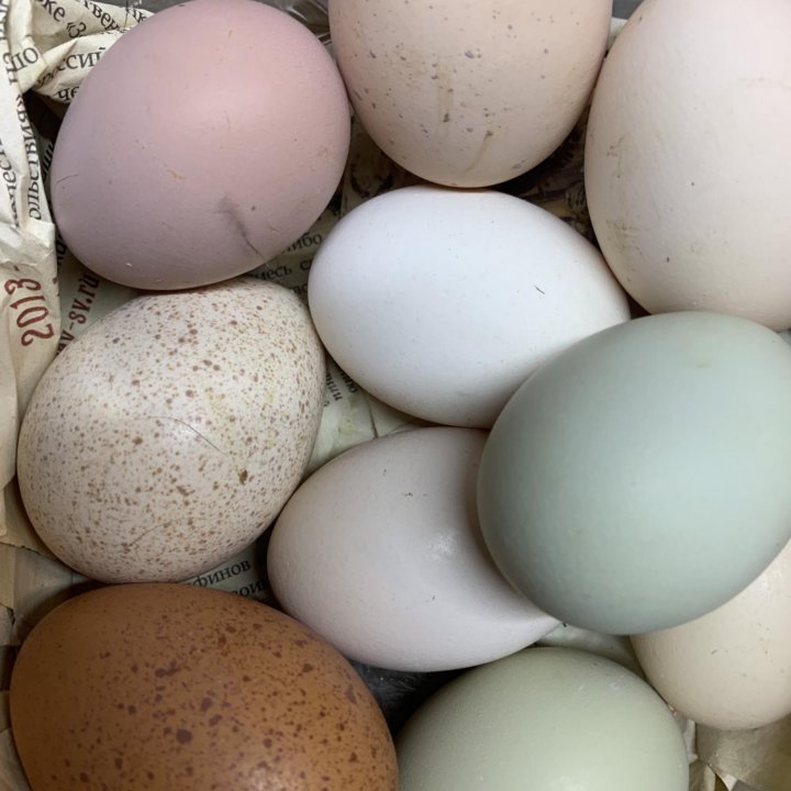 Яйца инкубационные