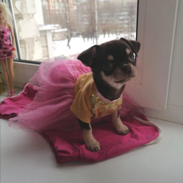 Носики-курносики