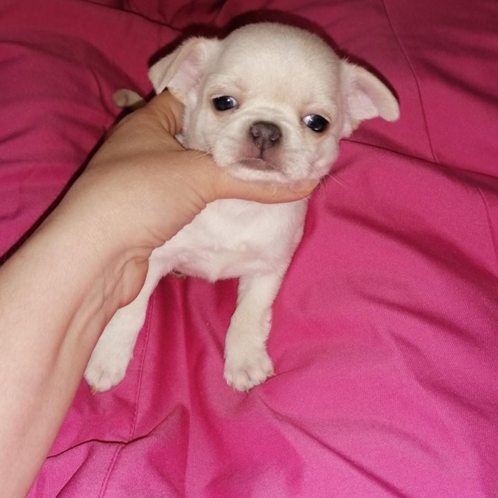 Носики-курносики