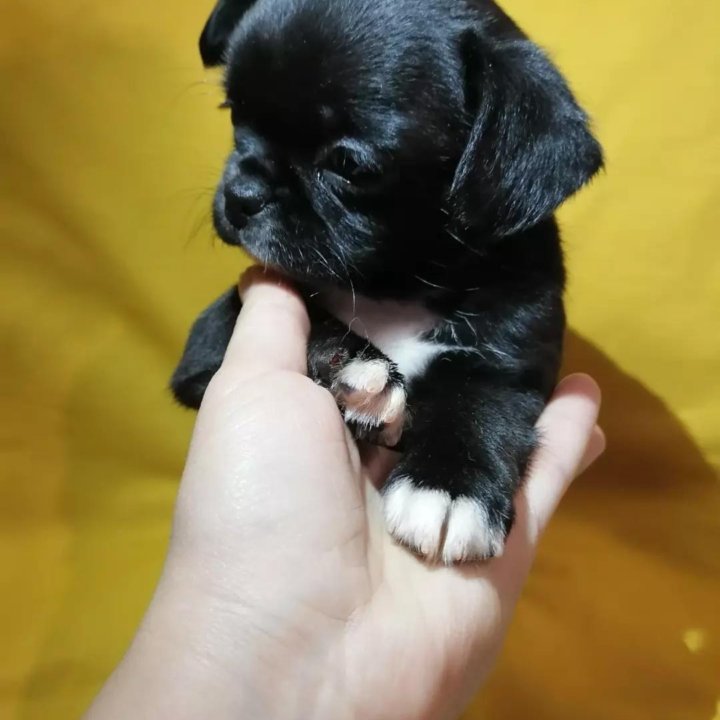 Носики-курносики