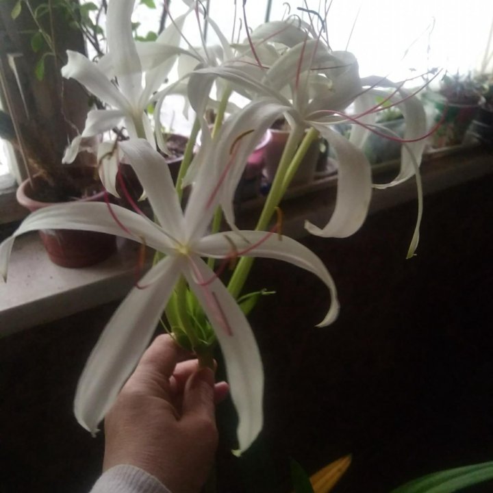 Кринум белый.