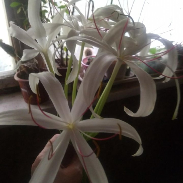 Кринум белый.