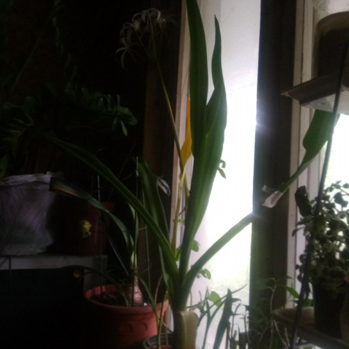 Кринум белый.