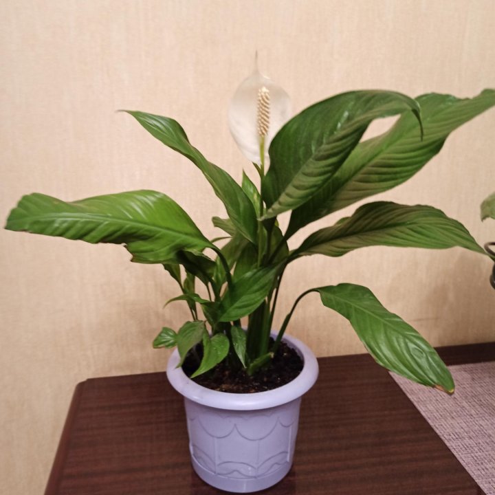 Спатифиллум