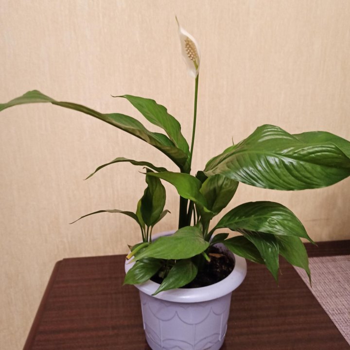 Спатифиллум