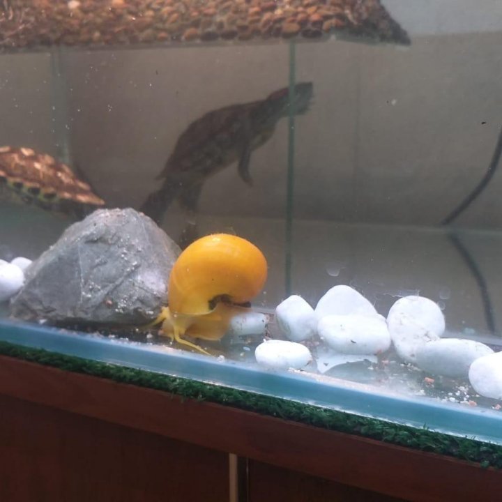 Аквариум с рыбками и 2 черепахи
