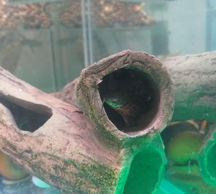 Аквариум с рыбками и 2 черепахи