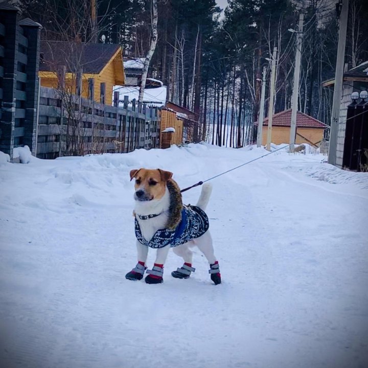 Вязка джек рассел терьер