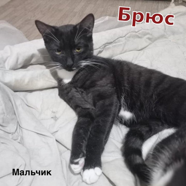 Молодые коты