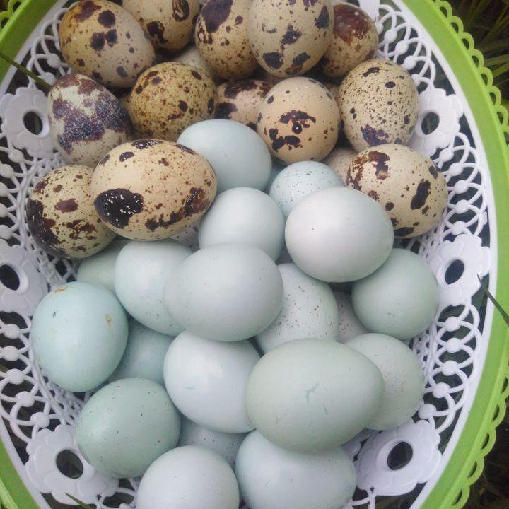 Домашние перепелиные яйца