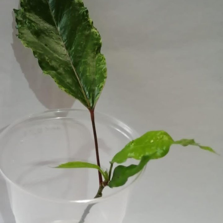 Гибискус Карнавал