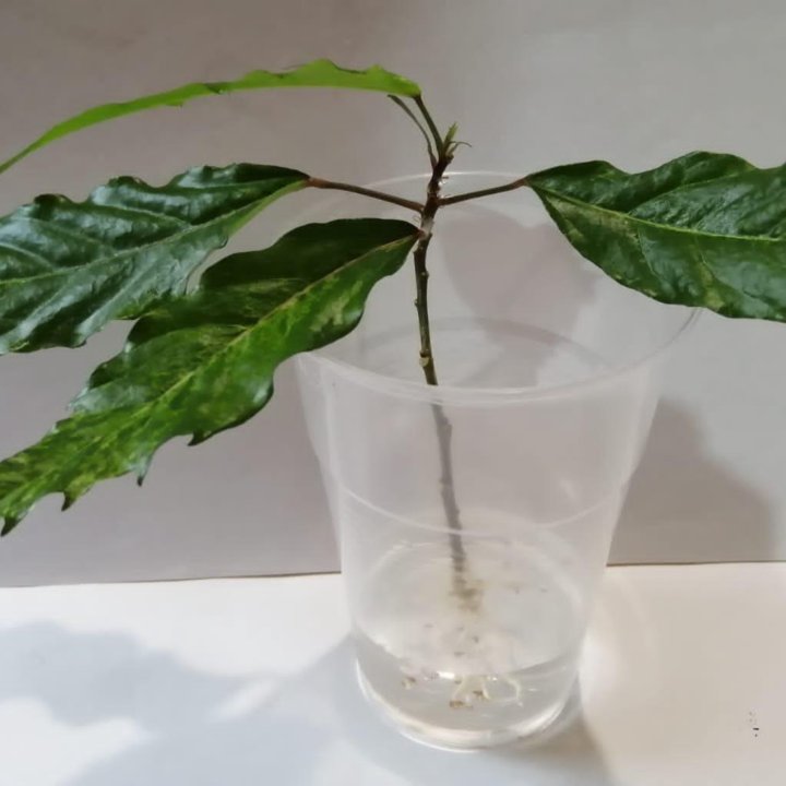 Гибискус Карнавал