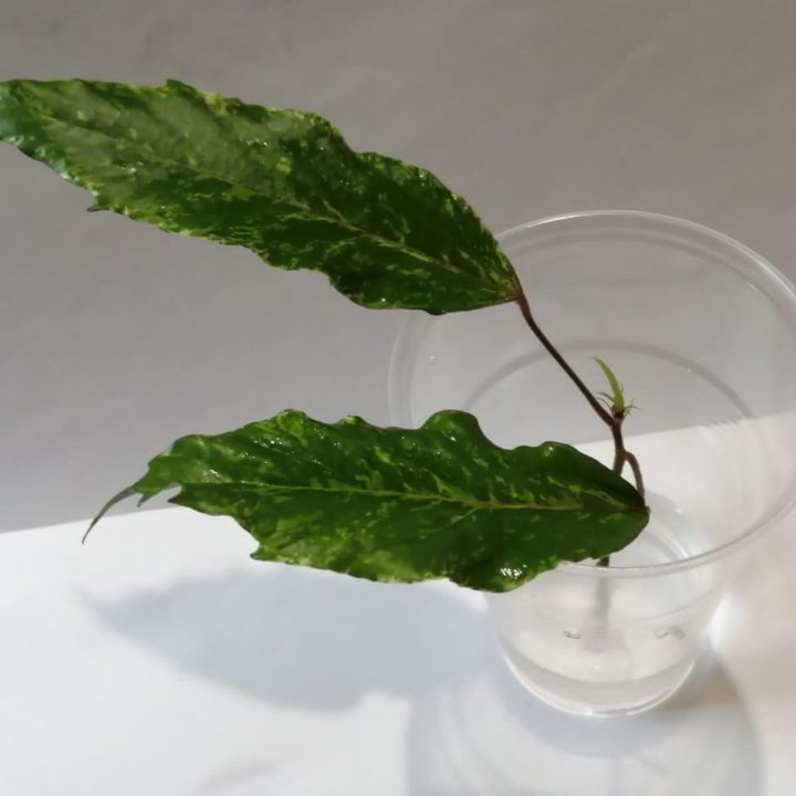 Гибискус Карнавал