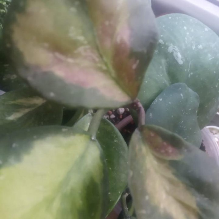 Hoya Obovata variegata splash