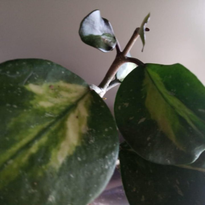 Hoya Obovata variegata splash