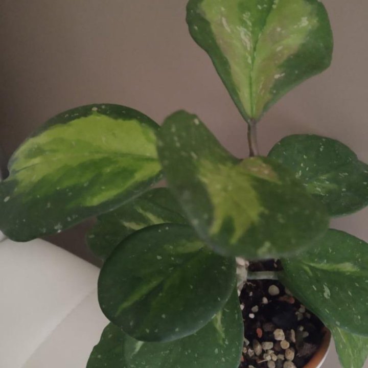 Hoya Obovata variegata splash