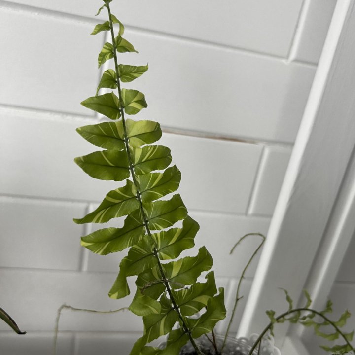 Папоротник Tiger Fern