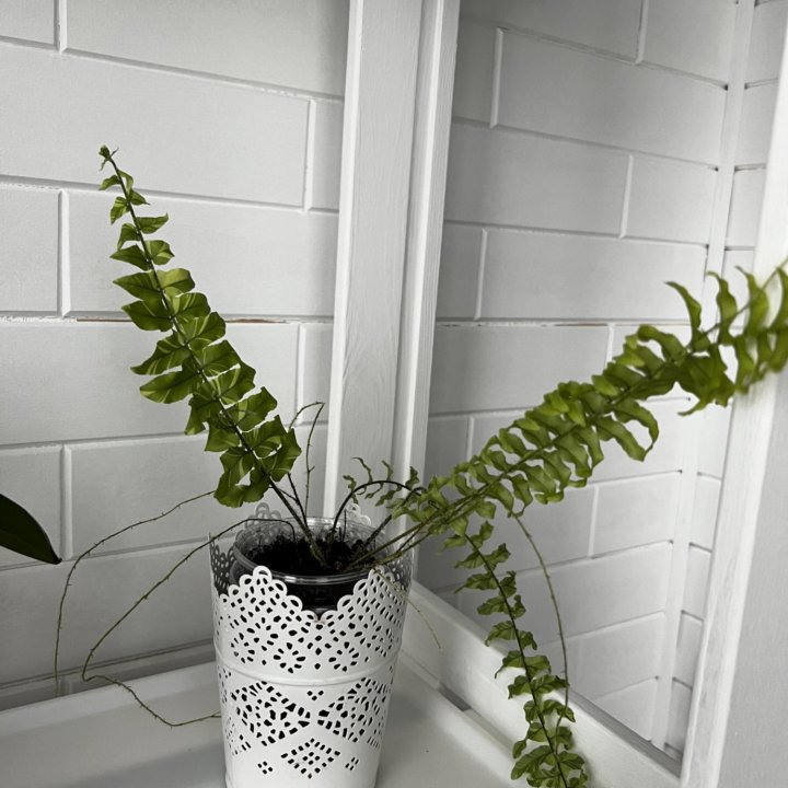 Папоротник Tiger Fern