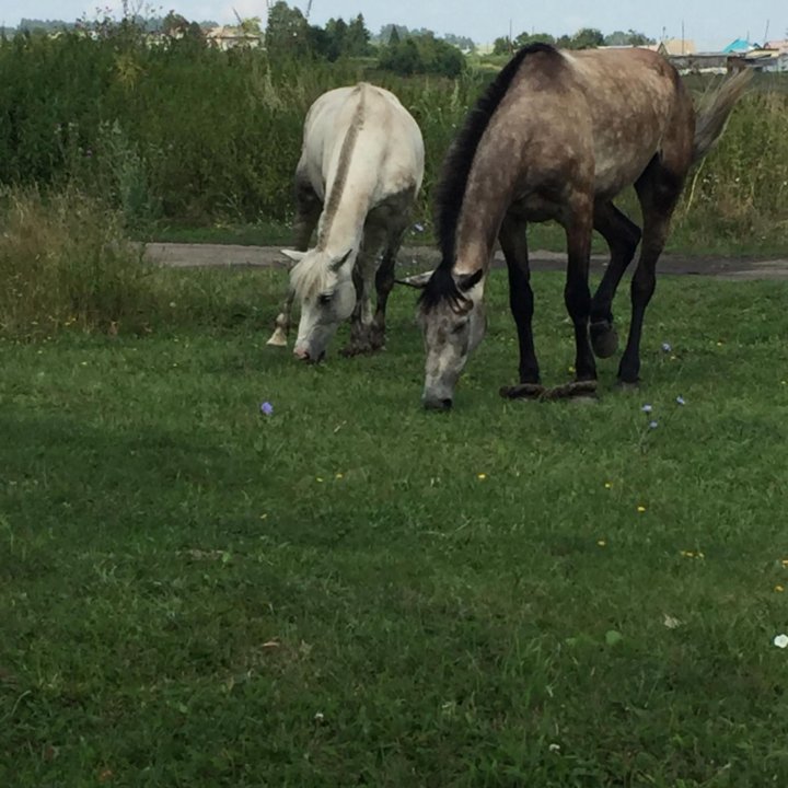 Перегной конский