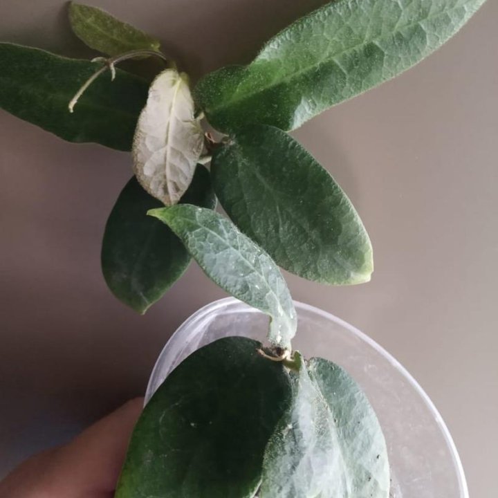 Hoya Patella Pink (Пателла розовая)