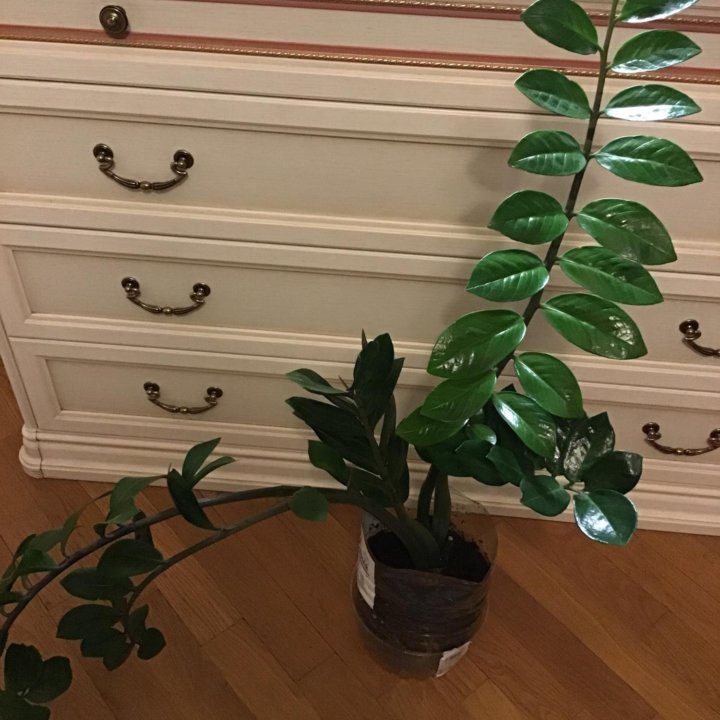 Замиакулькус