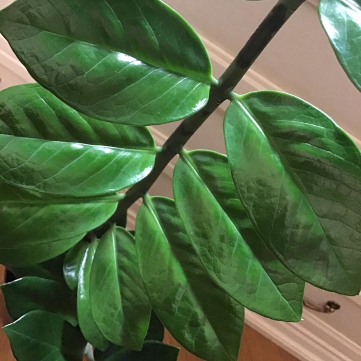 Замиакулькус